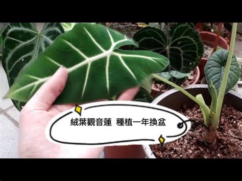 觀音蓮 分株|如何輕鬆掌握黑葉觀音蓮分株技巧 – 植物盆栽綠寶典